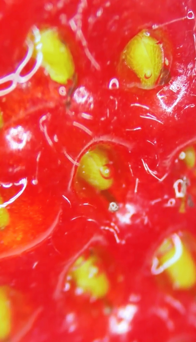 發現草莓的表皮滿是蟲蟲。