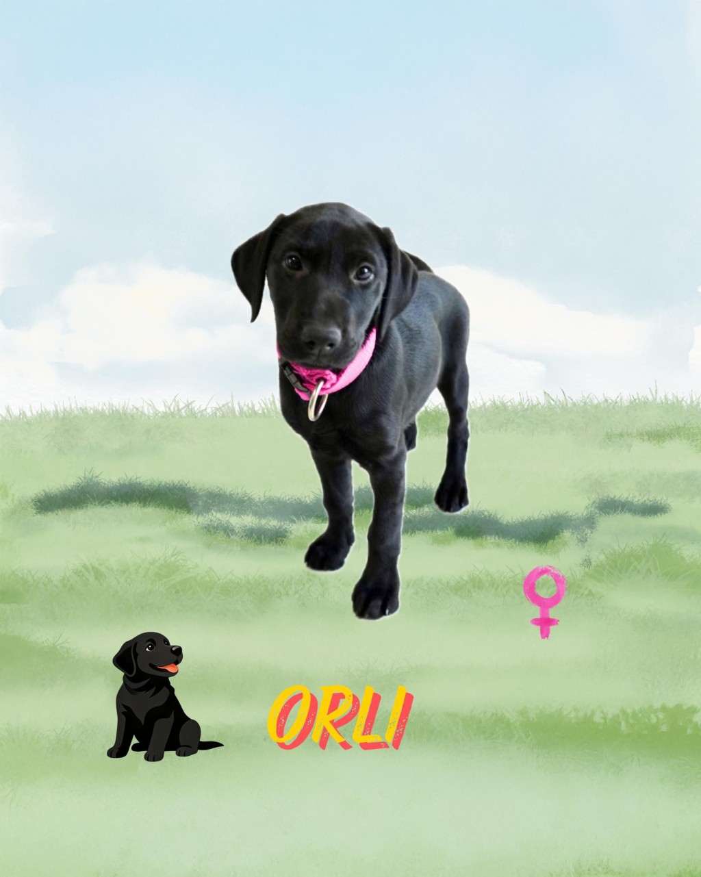 9隻搜查犬BB命名為Eager、Xavi、Cora、Equo、Lumi、Sika、Ivar、 Orli、Rissa。香港海關fb圖片 9隻搜查犬BB命名為Eager、Xavi、Cora、Equo、Lumi、Sika、Ivar、 Orli、Rissa。香港海關fb圖片