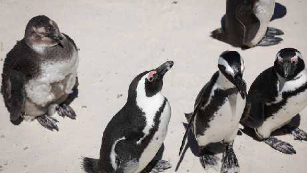 非洲企鵝。 新華社 非洲企鵝。 新華社