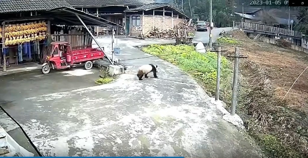一隻大熊貓出現在農舍附近。