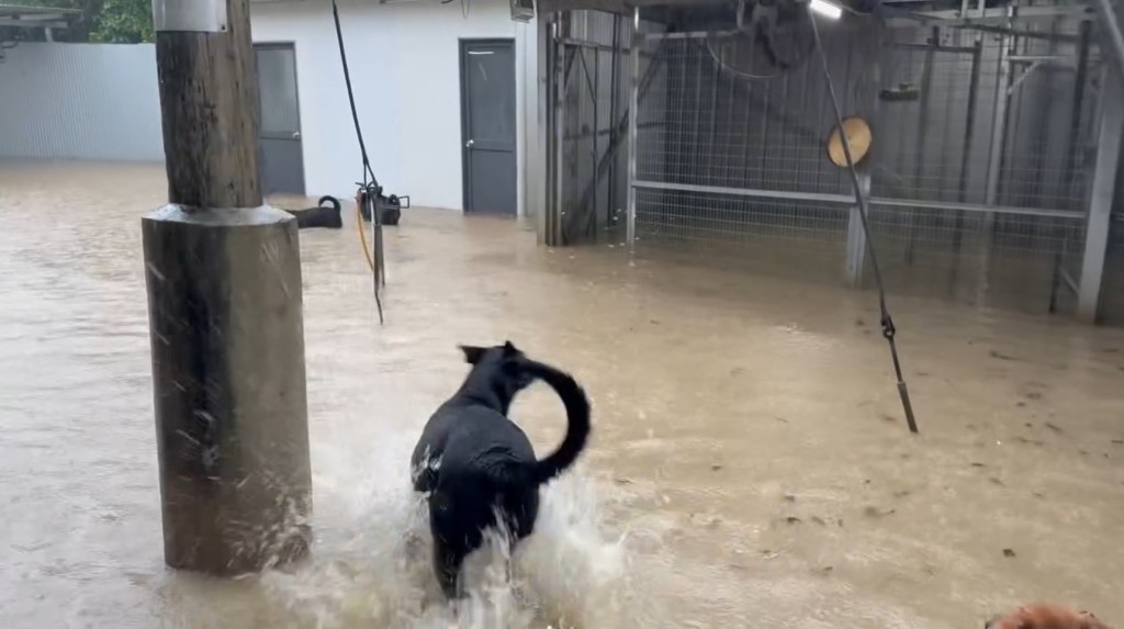 主力前線救援的動物保護組織「浪浪協進會」，位於屯門的狗場今日（14日）早上在黑色暴雨警告信號下出現嚴重水浸。fb「浪浪協進會」截圖