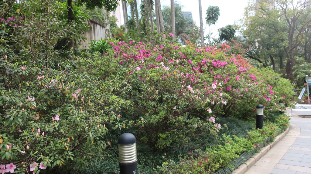 香港動植物公園杜鵑花開（八）。康民署「賞花情報」截圖