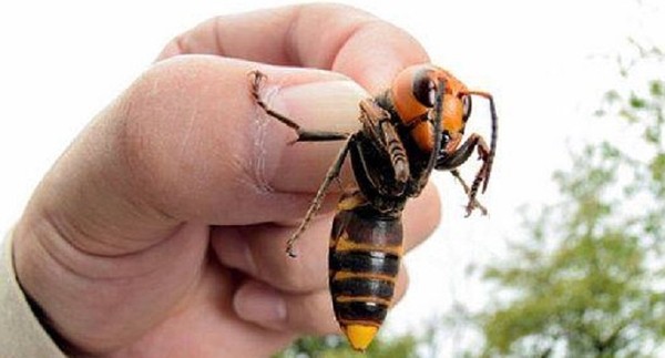 虎頭蜂可以對人類造成嚴重傷害，甚至死亡。網圖