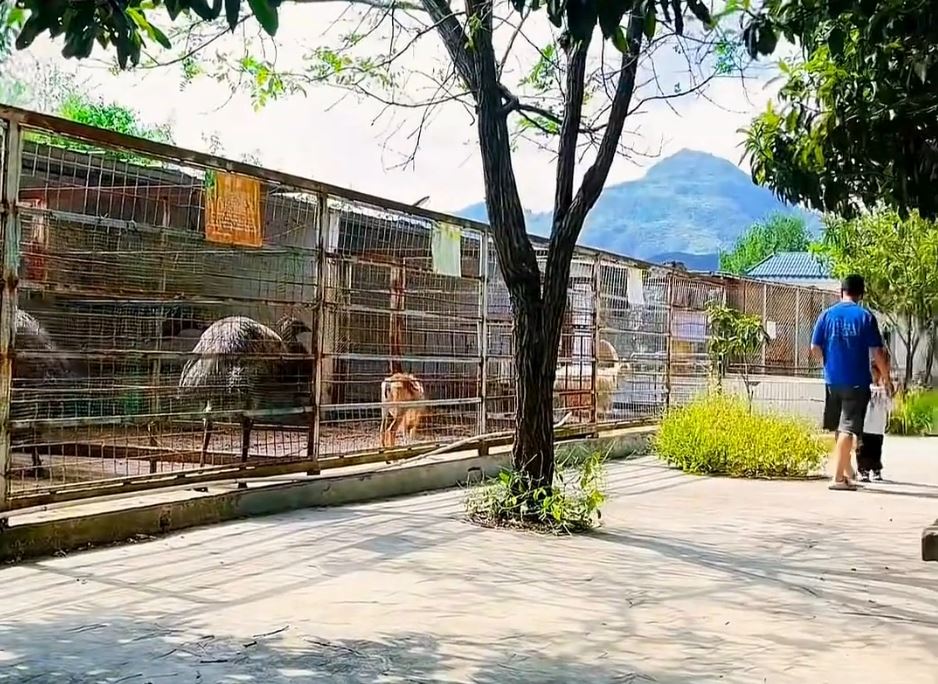 「最寒酸動物園」之前雖無遊客，但在馮元勇悉心照顧下，所有動物仍肥肥白白。抖音@小五動物園