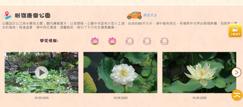 根據康文署的「開花情報」,截至本月15日,粉嶺康樂公園和城門谷公園的開花指數為2(最高為5)。「康文賞花情報」截圖 根據康文署的「開花情報」,截至本月15日,粉嶺康樂公園和城門谷公園的開花指數為2(最高為5)。「康文賞花情報」截圖