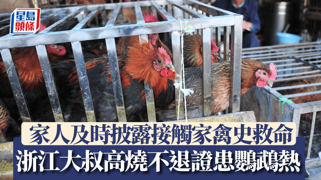 雞、鴨、鴿子等常見禽類也可能攜帶鸚鵡熱原體。中新社