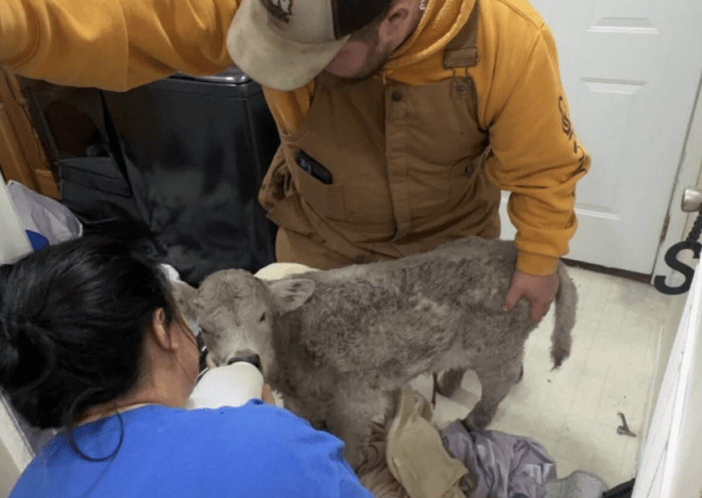 在肯塔基州一個農場，一頭小牛於極端嚴寒中誕生，出生不久已幾近凍僵，幸得農場主人及時發現，將牠帶入室內急救，最終轉危為安。美聯社