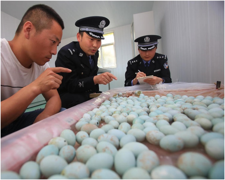 410枚白鷺鳥蛋中部分鳥蛋已經孵化。