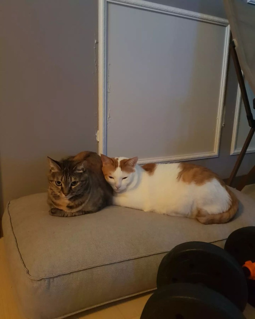 許成泰平日都有上載兩隻愛貓嘅相。