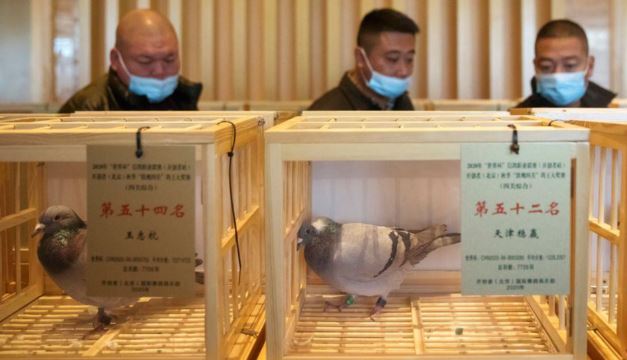 有台灣賽鴿被印度警方懷疑是「中國間諜」被拘禁8個月。路透社