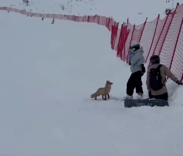 新疆滑雪场狐狸袭客,或跟发情期有关。 新疆滑雪场狐狸袭客,或跟发情期有关。