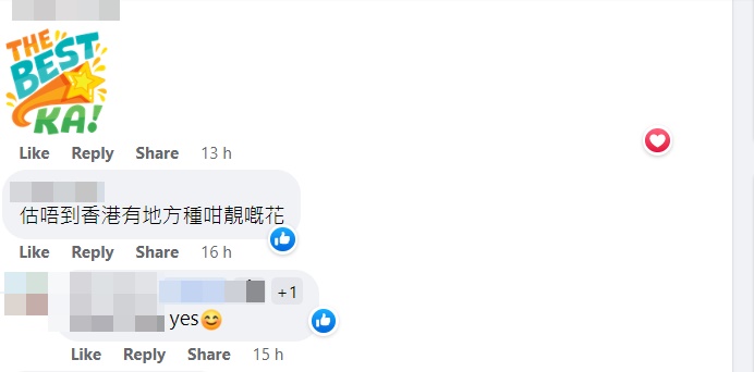有網民指「估唔到香港有地方種咁靚嘅花」。網上截圖