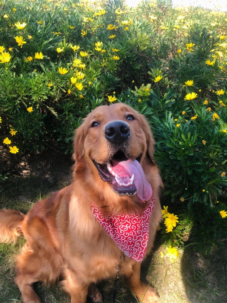 金毛siri被托運致死,引發關注,事件不停在網上發酵。