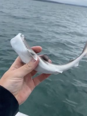 被握在手心的小鯊魚，幾乎無法動彈和掙脫。