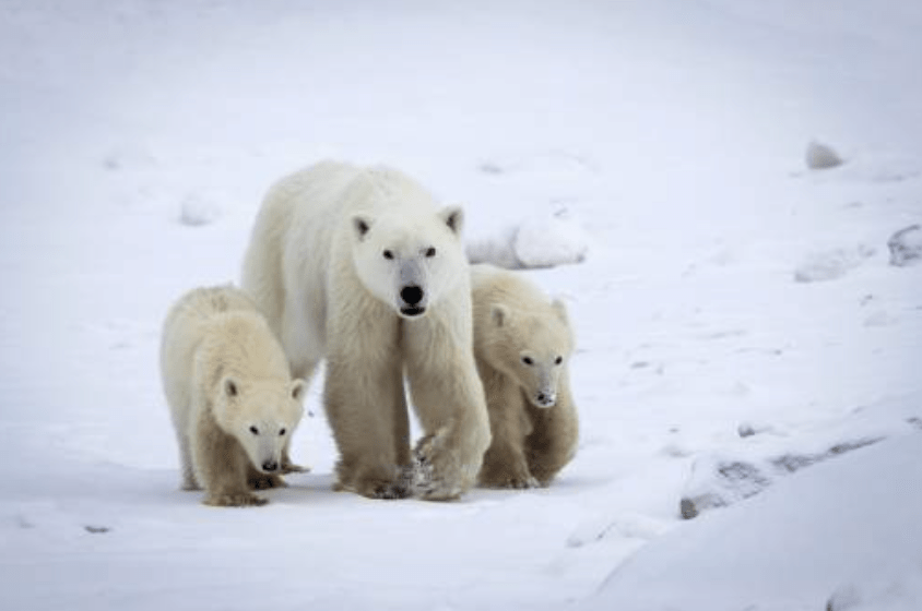 研究揭北極熊「基因突變」求存、收養陌生幼熊視如己出 驚嘆不可思議