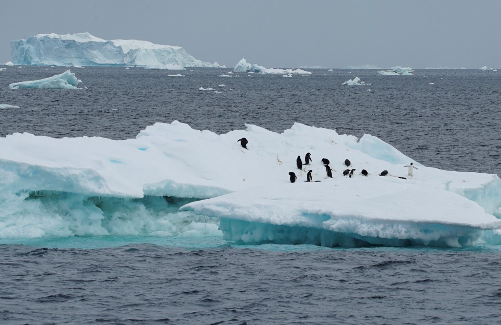 致命性禽流感已经入侵南极洲大陆，对于该区企鹅构成潜在风险。路透社