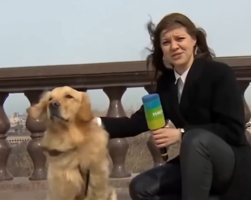 俄羅斯女記者進行直播期間，咪高峰一度被狗叼走。影片截圖