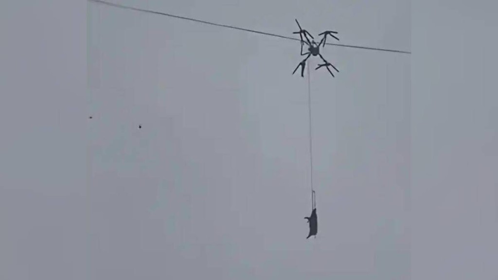 活豬與無人機掛在電線上。片段截圖