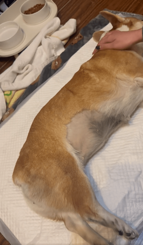 狗狗捱撞後當場死亡。fb「貓貓狗狗保護及領養區(香港)」Kray Ronald圖片