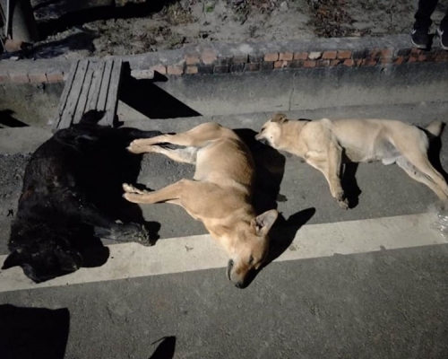 7流浪犬死7日內相繼遭毒手。中時　 