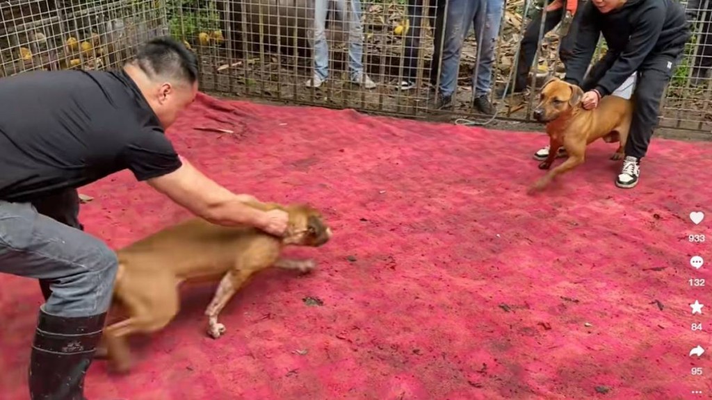 東莞有男子在網上以暖男人設，呃領養逾20狗，供鬥犬磨牙撕咬。示意圖。抖音