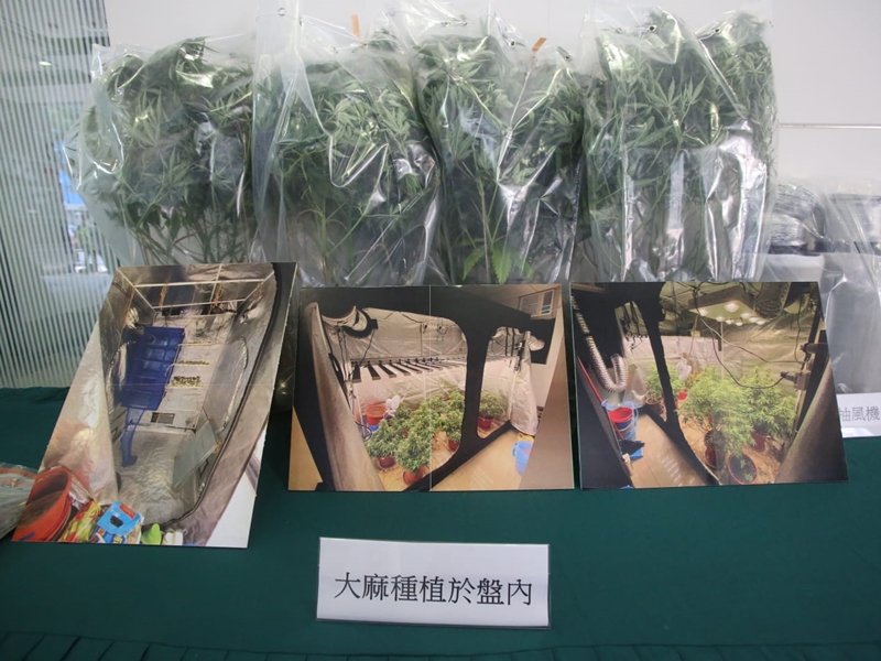 大麻種植於盆內。