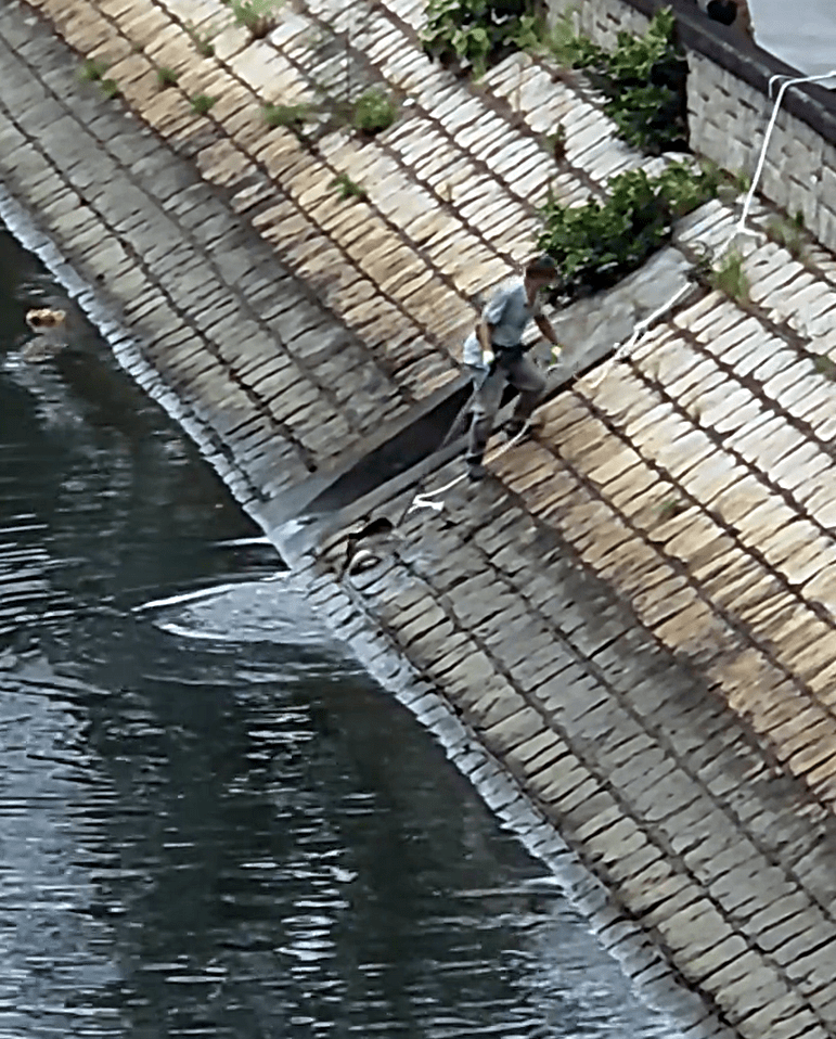 有市民昨天用勾捕殺魔鬼魚。網上截圖