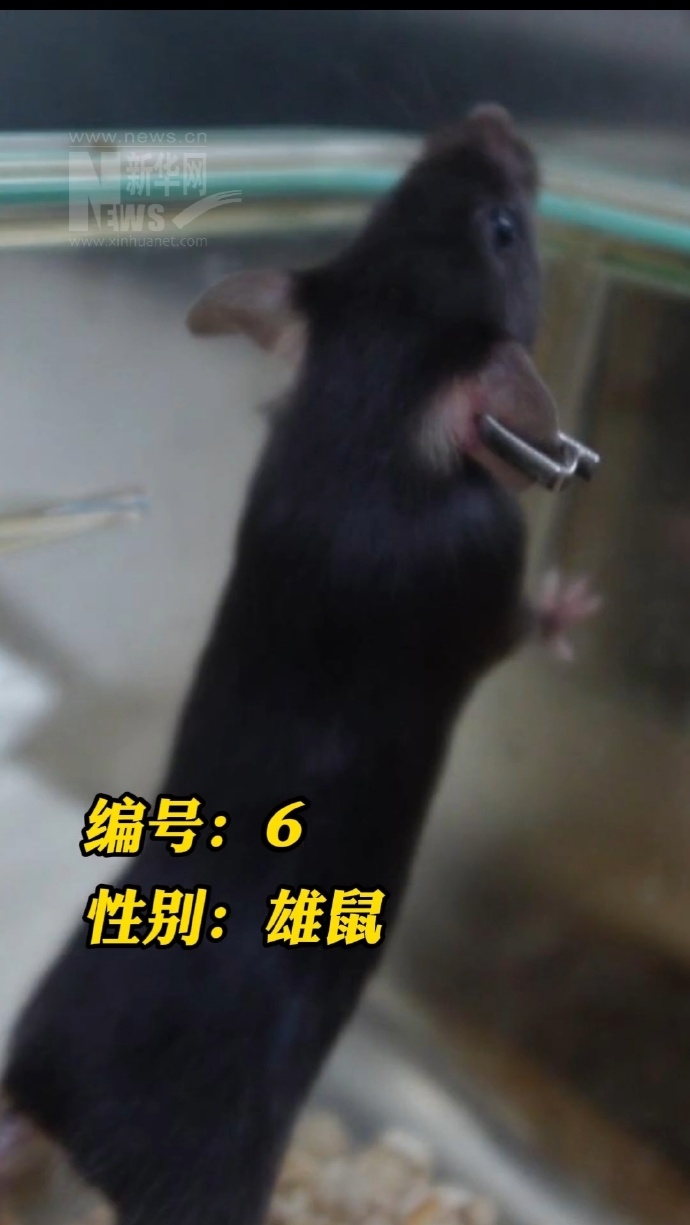 神舟二十一號「四鼠」。 新華網 神舟二十一號「四鼠」。 新華網