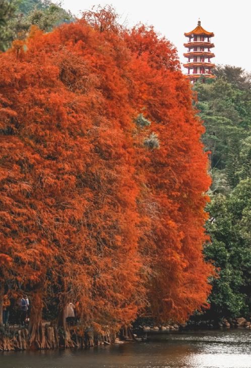 仙湖植物園秋天景色非常宏偉