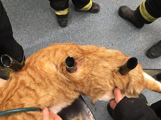 由於鐵通未有傷及貓貓的重要器官,所以牠有幸生存。 網圖