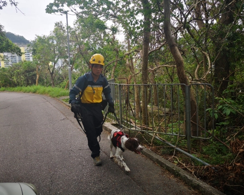 消防高空拯救專隊帶同搜索犬到飛鵝山一帶搜索。 梁國峰攝