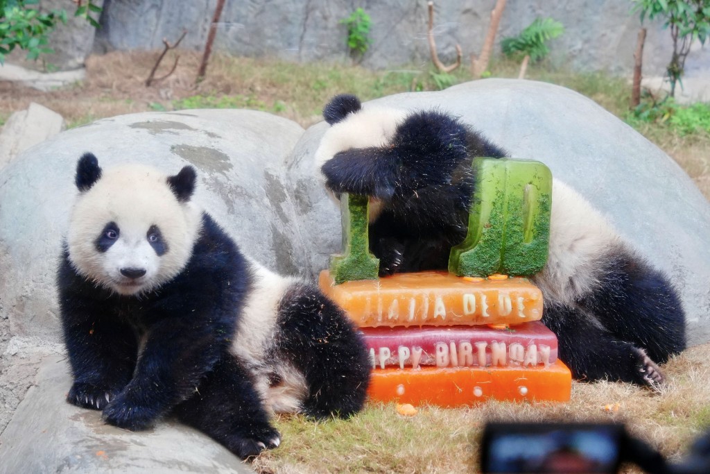 加加得得同吃生日蛋糕。