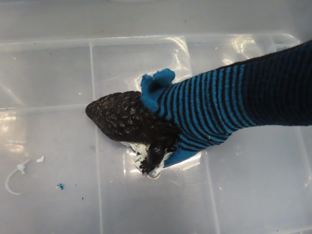 其中一隻檢獲的懷疑受管制屬瀕危物種的活蜥蜴被襪包裹及藏於靴子內。