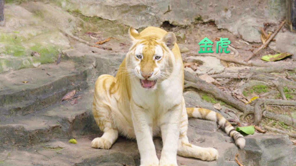 百虎山有很多不同种类的老虎。