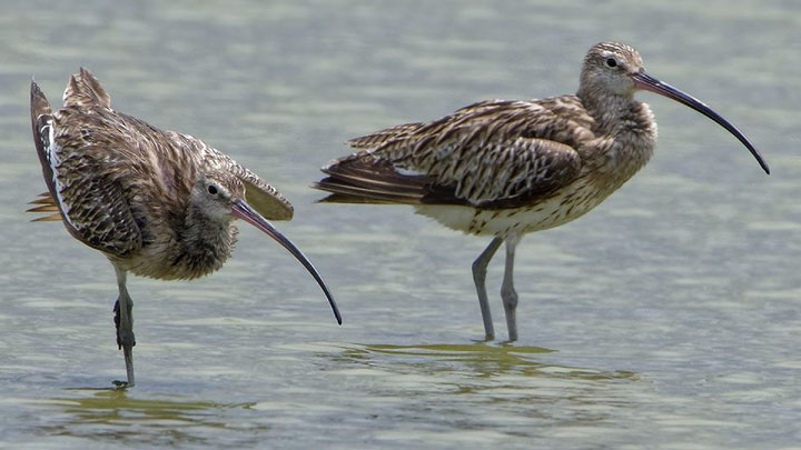 一隻在米埔自然護理區撿走的白腰杓鷸屍體，證實對H5N1禽流感病毒測試呈陽性反應。網上圖片