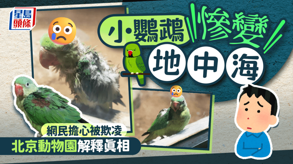 動物欺凌?︱北京小鸚鵡慘變「地中海」 園方話真相係……