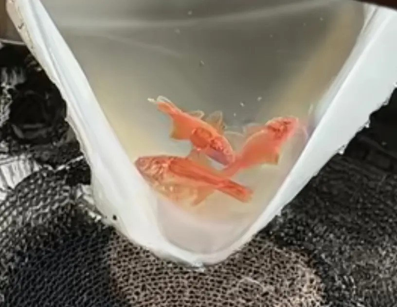 事故中還有3條金魚倖存。抖音@鯉白白 事故中還有3條金魚倖存。抖音@鯉白白