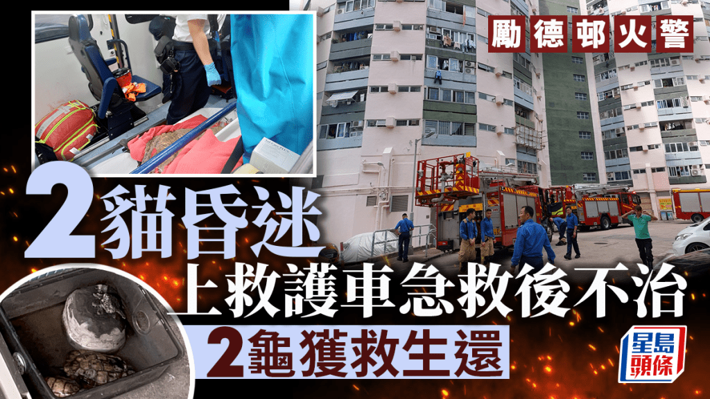 兩貓救出後昏迷,經急救後證實死亡,由愛護動物協會檢走。