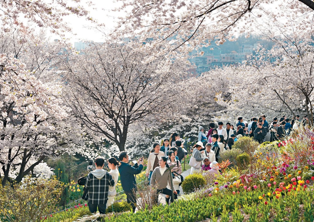 韓國首爾的櫻花與鬱金香相繼綻放，吸引不少市民和遊客前來踏青賞花。