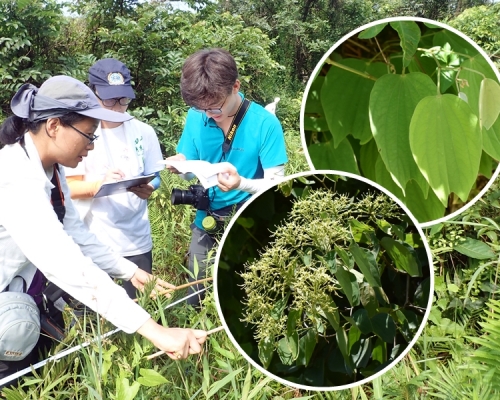 綠色力量早前發現植物「闊裂葉羊蹄甲」,該物種於香港未有官方記錄,屬香港首次記錄。綠色力量圖片