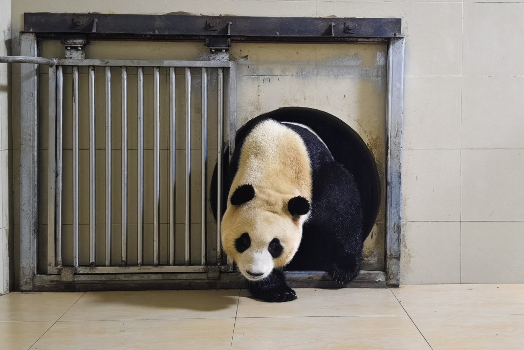 大熊猫「福宝」由韩国回国，适应进度良好。(新华社)