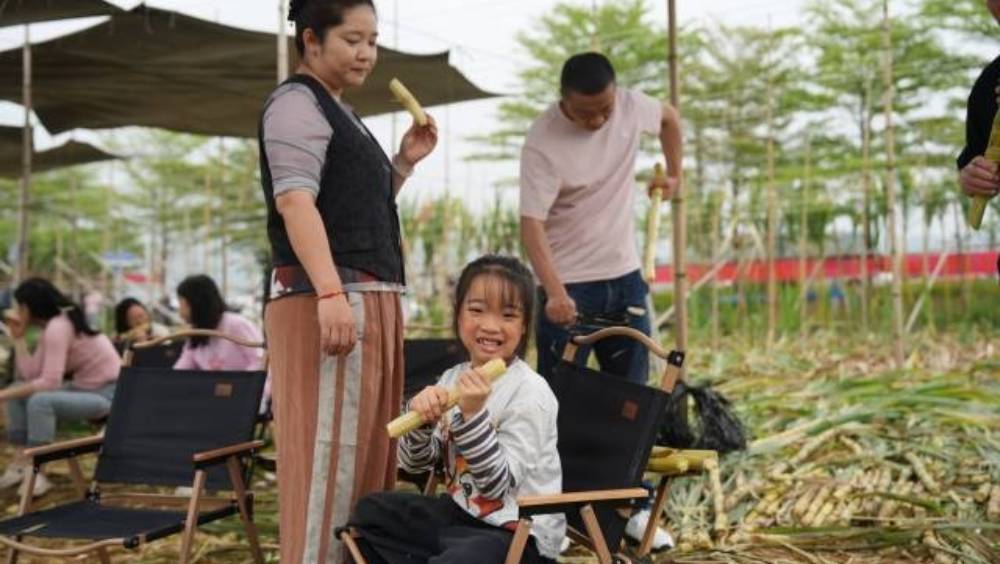 廣州蔗農推「10元3條任斬」賤賣止蝕。