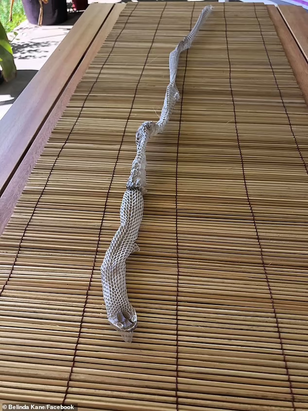 保留得十分完整的蛇皮。FB圖