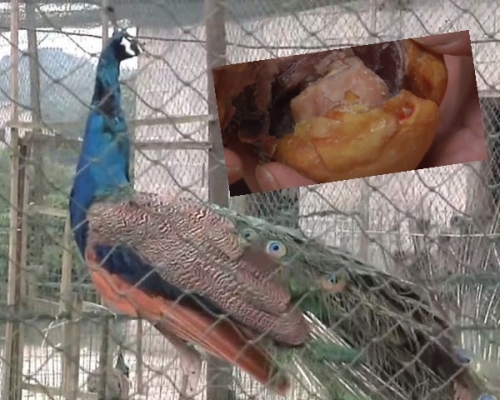 獸醫師指,有異物卡在孔雀的輸卵管內。網圖
