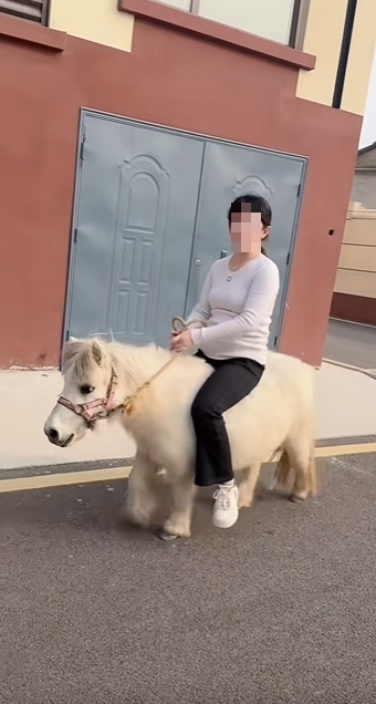 馬年將至,迷你馬在內地社交平台上爆紅。 馬年將至,迷你馬在內地社交平台上爆紅。