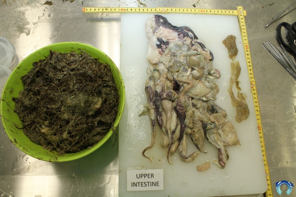 消化系統發現大量未消化食物。海洋動物影像解剖研究小組FB圖片