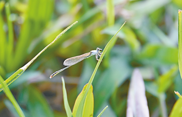 淡水沼澤常有蜻蜓與豆娘出沒，後者在靜止時翅膀是合上的。