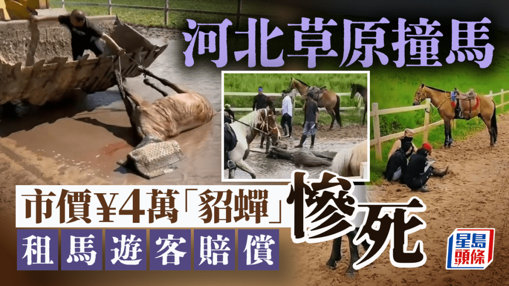 河北草原罕見意外  遊客失控撞馬「貂蟬」死亡