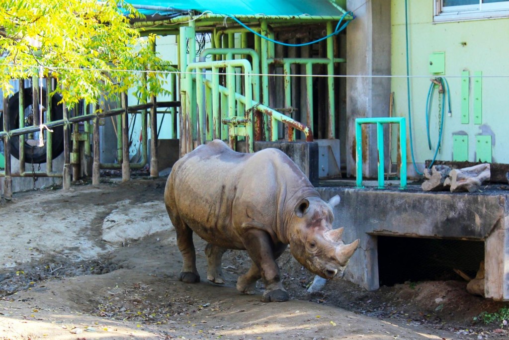 园方表示，犀牛展示今后仍会继续。熊本市观光网站