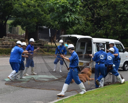 爱媛县Tobe动物园近日进行「动物逃脱演习」。Twitter图片